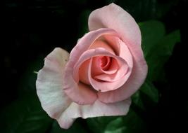 Close-up of the beautiful, white and pink rose flower with green leaves