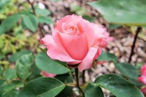pink Rose blooming in garden