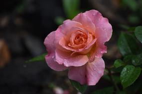 pink rose in drops of water close up on blurred background