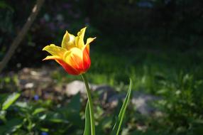 charming Tulip Flower Spring
