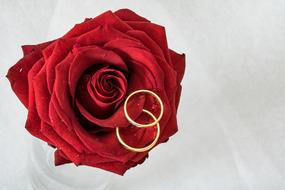 Wedding Rings gold and red Rose