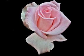 Flower Rose Pink black background
