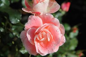 Roses Pink Flowers and water drops