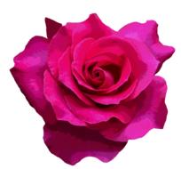 clipart of pink rose love valentine s day