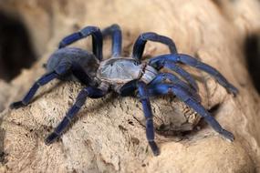 Tarantula Spider black