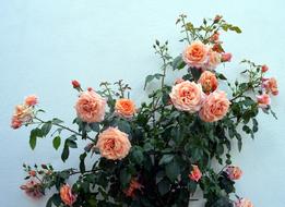 pink Rose Climbing Garden