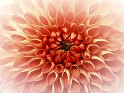 Dahlia, center of Flower close up