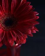 red gerbera Flower at darkness, detail