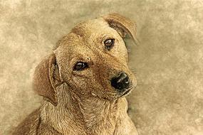 dog animal sad art vintage drawing