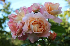 roses of noble color on a bush on a blurred background