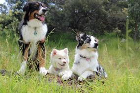 Dogs Puppies green grass