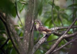 Beautiful, colorful and cute bird on the branch of the plant with green leaves