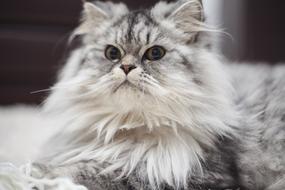 Cute Grey furry cat