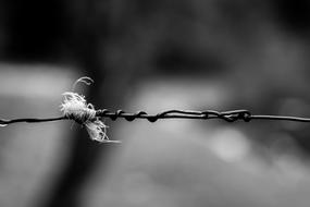 Solitude Black and White