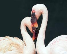 Flamingo Pair hearts