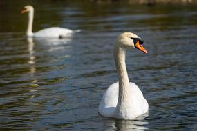 two white Swans swim on water