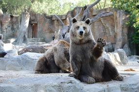 Bears Zoological Gardens