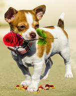 small Dog with Rose, Birthday Greeting