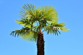 Palm Summer green blue sky