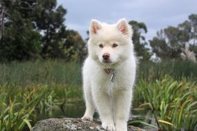Nature Dog Cute white