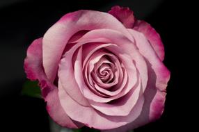 Natural Emotion Roses pink