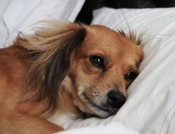 sad dog lies on a white pillow