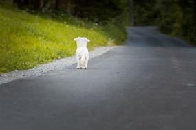 Dog white on road