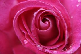 water droplets on pink rose close up