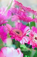 Close-up of the beautiful, purple, pink and yellow gerbera flowers, with the green leaves