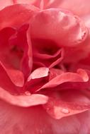 petals of pink Rose, macro