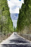 road along the green trees in the Himalayas