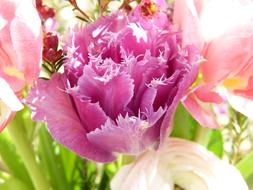 bouquet of colorful tulips close up