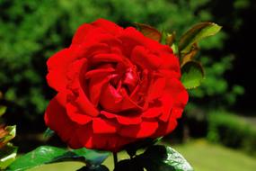 red rose on a bush in the garden on a blurry background