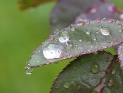 Leaf Rose Drip water
