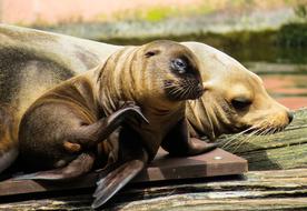 Young Animal Sea Lion