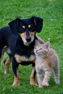 dog with kitten on green grass