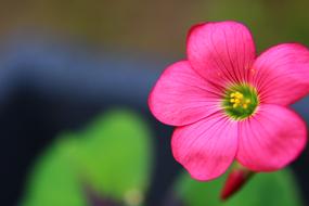 Oxalis Iron Cross flower