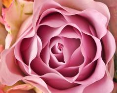 pink Rose Affection Flowers