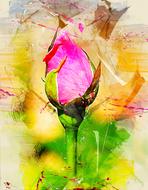 abstract watercolor pink rose