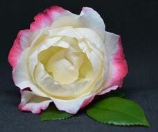 Close-up of the beautiful, yellow, white and pink rose flower with green leaves