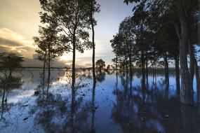 Trees at Sunset Outdoor