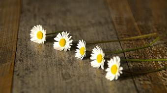 five white daisies at wooden background