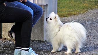 Legs and white dog