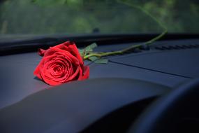 Red Rose On Car Dashboard