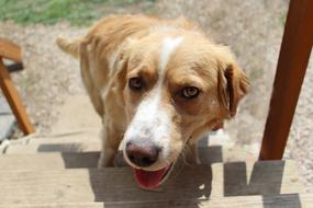 Beautiful and cute, brown and white dog on the stairs