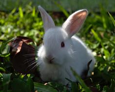 white little rabbit in green grass on a blurred background