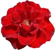bright red rose on a white background
