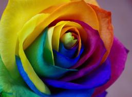 multicolored rose petals, close-up