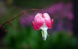 Heart Flowers in Garden
