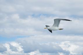 Seagull Bird fly blue sky